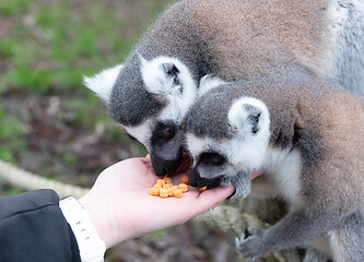 Image showing Ring-tailed Lemur eating