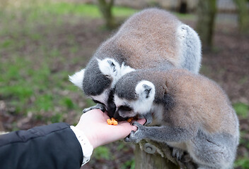 Image showing Ring-tailed Lemur eating