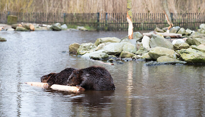 Image showing Portrait of a big beavers