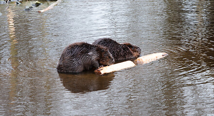 Image showing Portrait of a big beavers