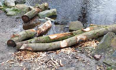 Image showing Beaver bite marks on tree trunk