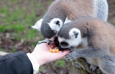 Image showing Ring-tailed Lemur eating