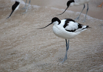 Image showing Wader: black and white Pied avocet on the beach