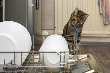 Image showing Kitten in housework monitors clean dishes in dishwasher in the kitchen