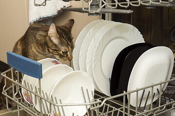 Image showing Cat in housework monitors clean dishes in dishwasher in the kitchen