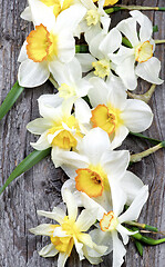 Image showing Spring White Daffodils