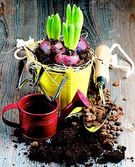 Image showing Planting Hyacinth Bulbs