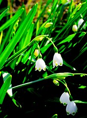 Image showing Summer Snowflake Flowers