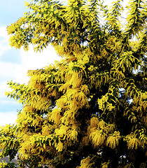 Image showing Flowering Yellow Mimosa