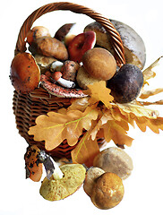 Image showing Basket with Forest Mushrooms