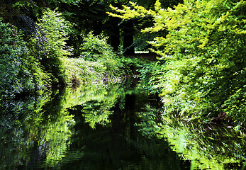 Image showing Pond with Reflection of Trees