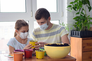 Image showing Dad and daughter in self-isolation plant flowers in pots