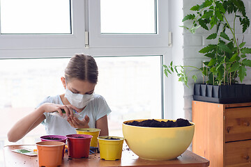 Image showing Girl in self-isolation at home planting seeds in pots