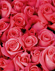 Image showing Background of Magenta Roses