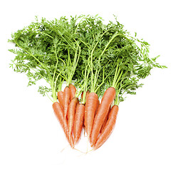 Image showing Bunch of Organic Carrots with Stems 