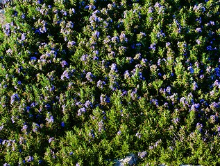 Image showing Background of Blooming Rosemary