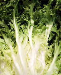 Image showing Background of Curly Endives Leafs 