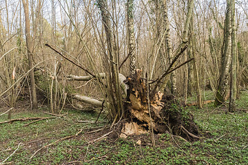 Image showing Wind fallen tree in a deciduous forest