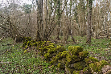 Image showing Moss covered old dry stone wall