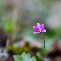 Image showing Single blossom Hepatica flower