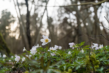 Image showing Wood Anemones in a forest ground