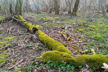 Image showing Mossgrown old dead tree