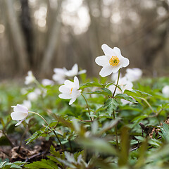 Image showing Wood Anemone close up