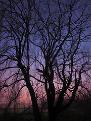 Image showing Trees In The Sunrise