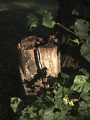 Image showing Stump