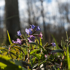 Image showing Backlit Lungwort flower closeup