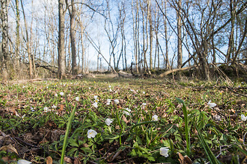 Image showing Wood anemones in a low angle image