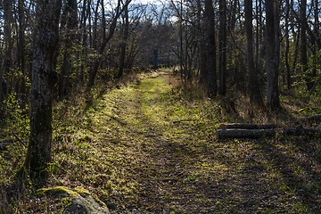 Image showing Sunlit footpath in a forest nature reserve