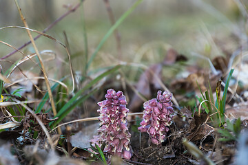Image showing Toothwort flowers in a low angle image
