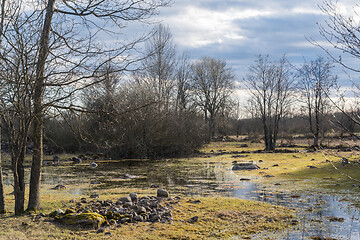 Image showing Springtime by a sunlit wetland