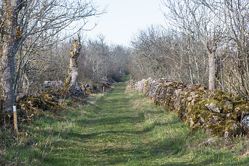 Image showing Walkway surrounded by mossy dry stone walls