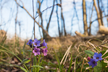 Image showing Beautiful Lungwort flowers closeup