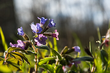 Image showing Pink and blue flowers close up