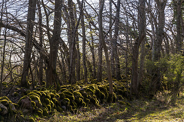 Image showing Moss covered old dry stone wall