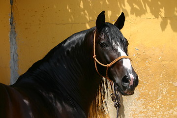 Image showing Beautiful Andalusian stallion