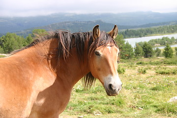 Image showing Horse in the mountains