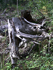 Image showing Stump