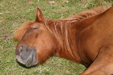 Image showing Pony taking a nap in the sun