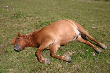 Image showing Pony resting