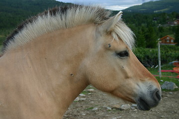 Image showing Portrait of a Norwegian Fjord Horse