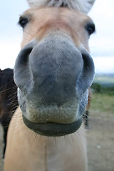 Image showing Nosy horse