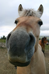 Image showing Nosy horse