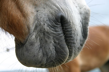 Image showing Horse mouth