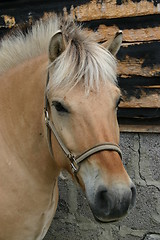 Image showing Portrait of a Norwegian Fjord Horse