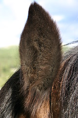 Image showing Horse ear