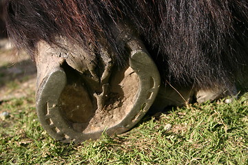 Image showing Horse hoof